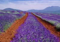 去澳洲留学读护理专业研究生性价比高吗 